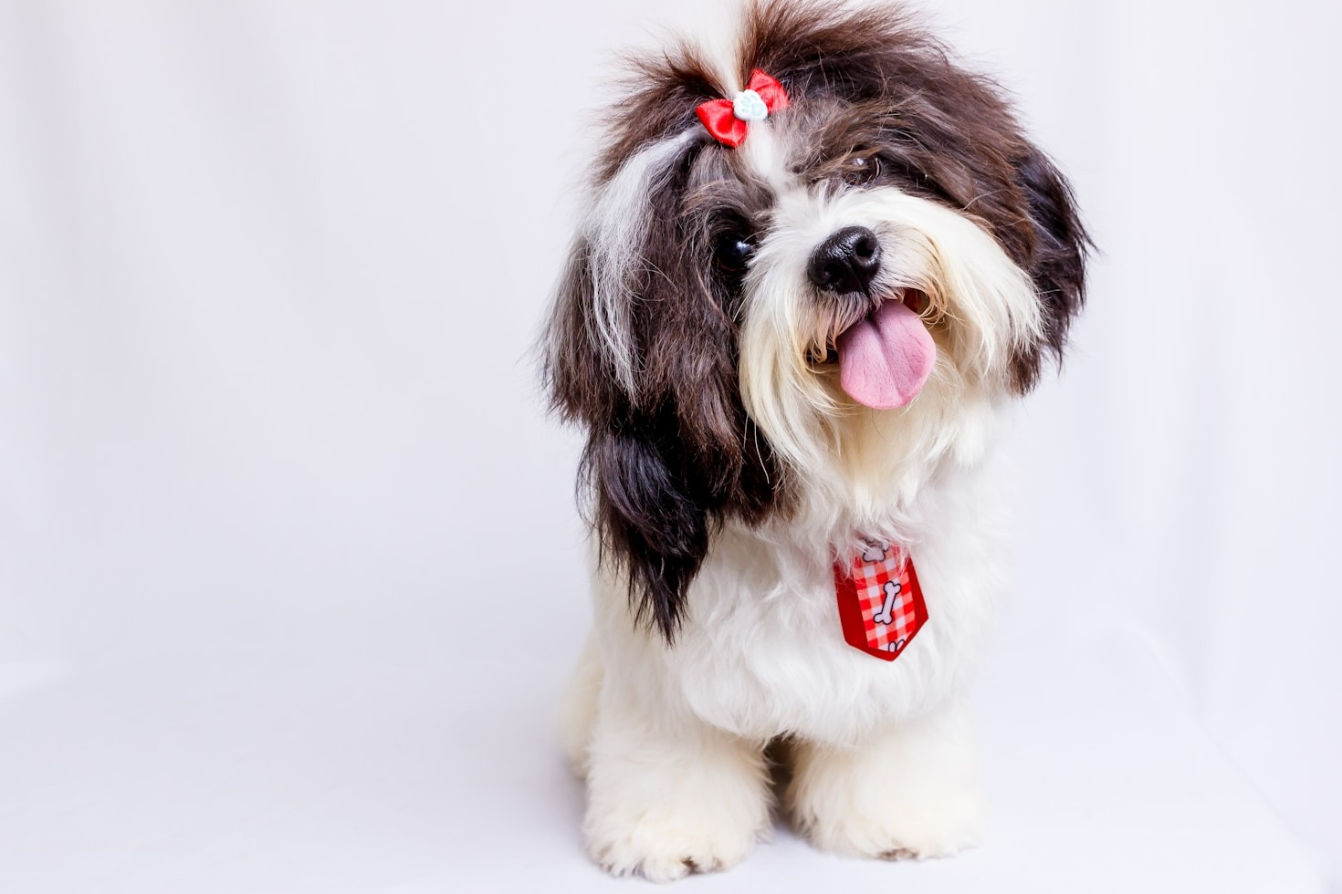 Top 10 Grooming Tips for Furry Friends