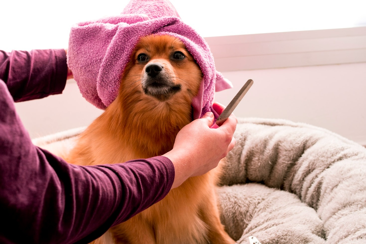 The Importance of Regular Pet Hygiene